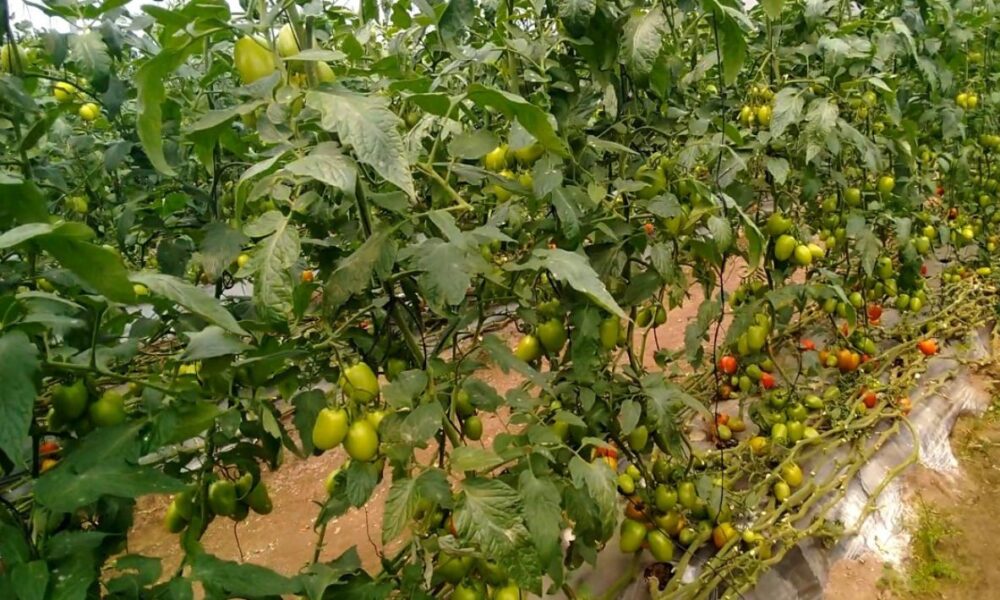 Escasez de agua afecta cultivos de hortalizas en invernadero, causando caída de floración y riesgo para la producción