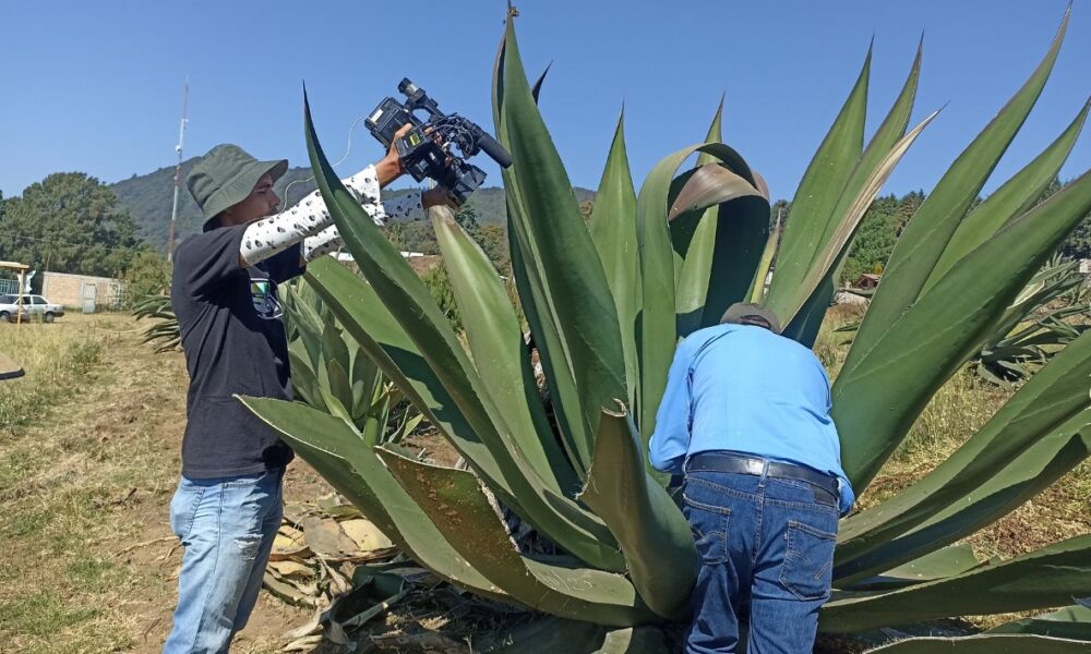 El pulque, el elixir de los dioses, sigue siendo una joya mexicana.