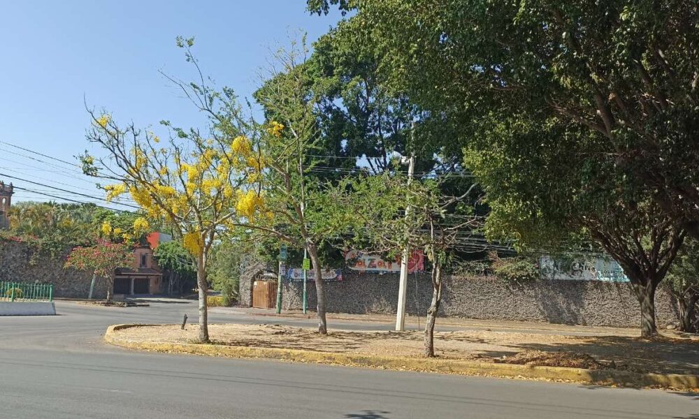 La espléndida floración de Guayacanes y Jacarandas: Joyas naturales que engalanan los paisajes de Morelos