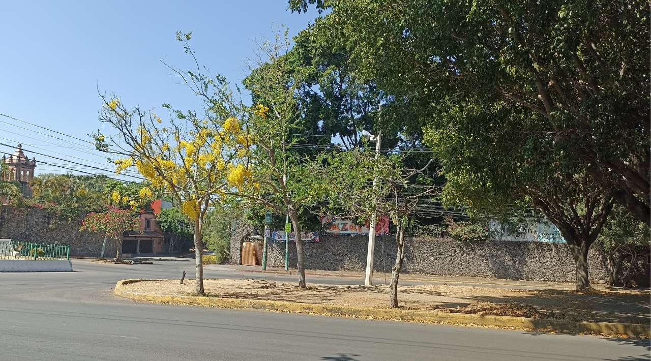 La espléndida floración de Guayacanes y Jacarandas: Joyas naturales que engalanan los paisajes de Morelos