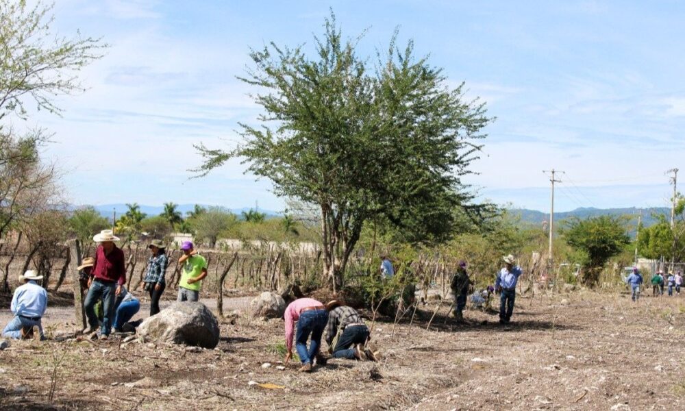 Cuautlenses apoyan plantación masiva de árboles con planificación para proteger infraestructuras