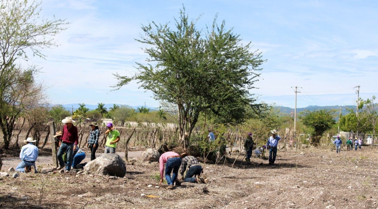 Cuautlenses apoyan plantación masiva de árboles con planificación para proteger infraestructuras