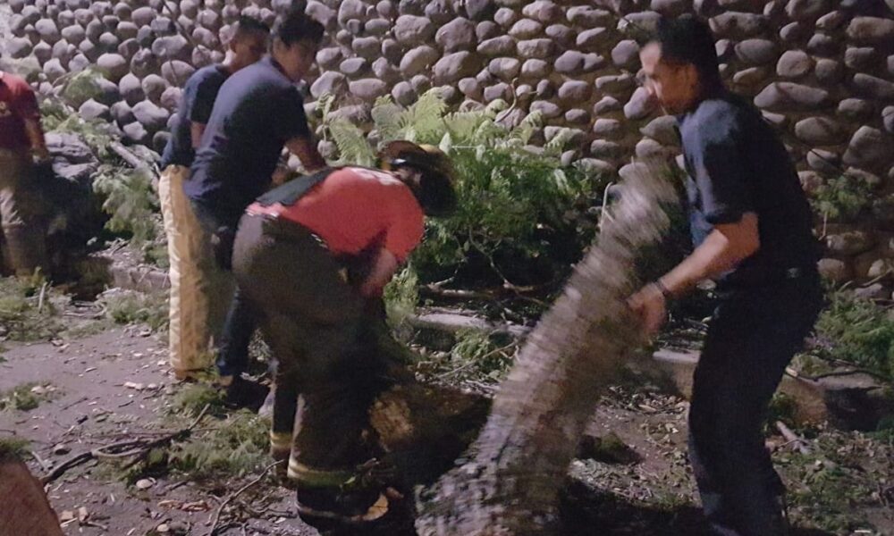 Bomberos de Cuautla: 90% de árboles caídos por viento están en propiedad privada; recomiendan podarlos para prevenir incidentes