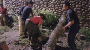 Bomberos de Cuautla: 90% de árboles caídos por viento están en propiedad privada; recomiendan podarlos para prevenir incidentes