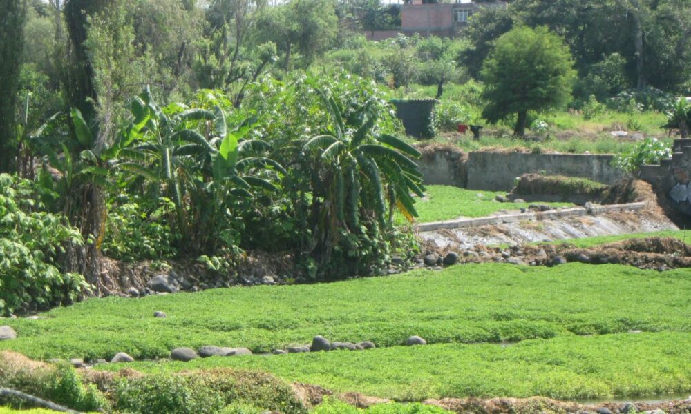  La asociación “Salvemos al Río Cuautla” reconoce la desaparición de huertas de árboles frutales y de otras especies