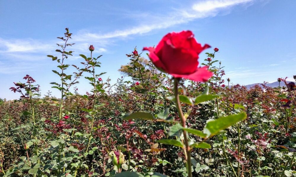 Las altas temperaturas afectan la producción de rosas con la presencia de plagas