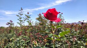 Las altas temperaturas afectan la producción de rosas con la presencia de plagas