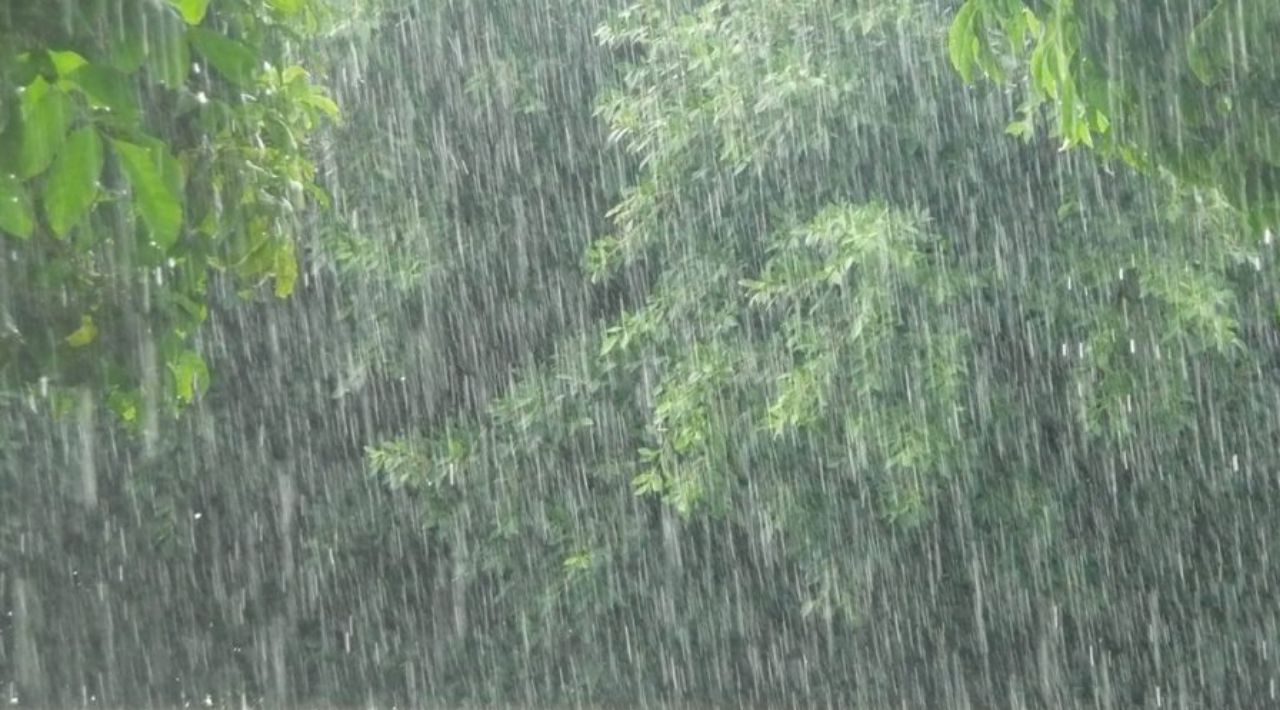 Lluvias y ráfagas de viento: Caída de árboles, espectaculares y cortes eléctricos, reporta Protección Civil Estatal