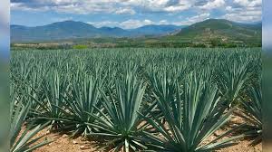 Morelos se prepara para el auge del agave: invitan a nuevas empresas para evitar saturación