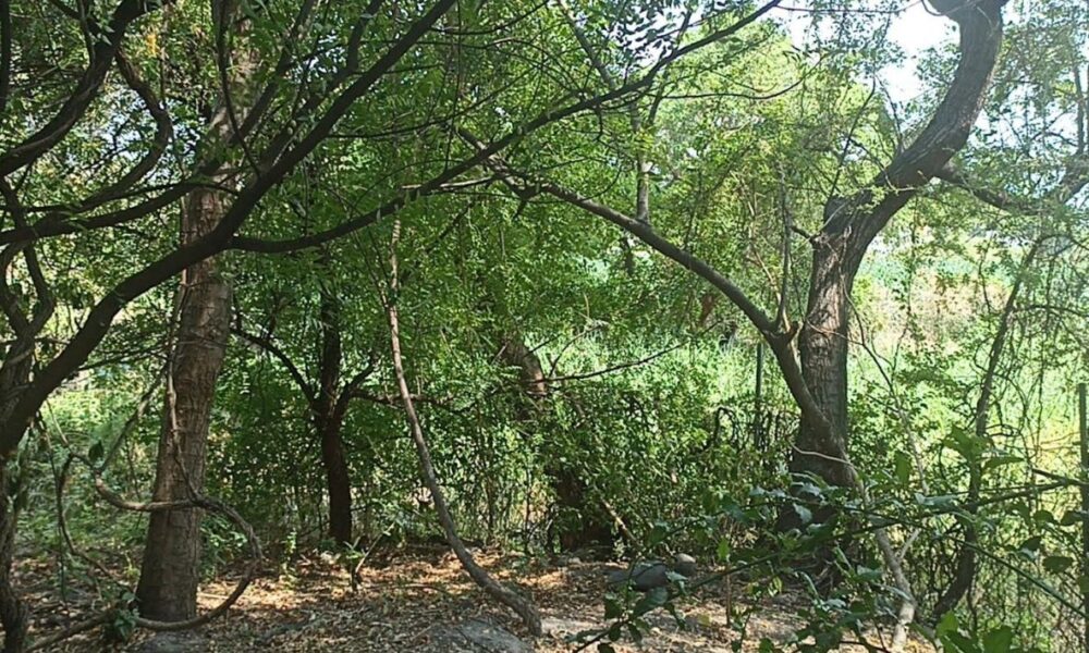 Reforestan el “Cerro Grande”