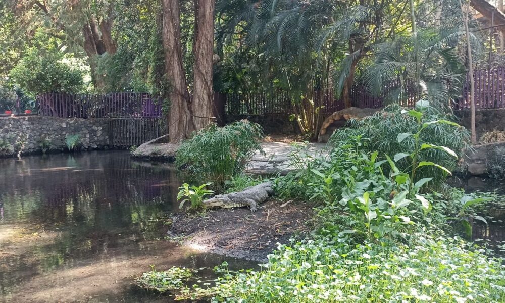 “Gordo”, el cocodrilo macho que vive en el Parque Estatal Urbano Barranca Chapultepec