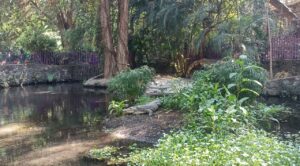 “Gordo”, el cocodrilo macho que vive en el Parque Estatal Urbano Barranca Chapultepec