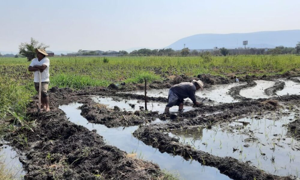 A través de la producción agroecológica, se pretende rescatar la siembra del arroz en Cuautla