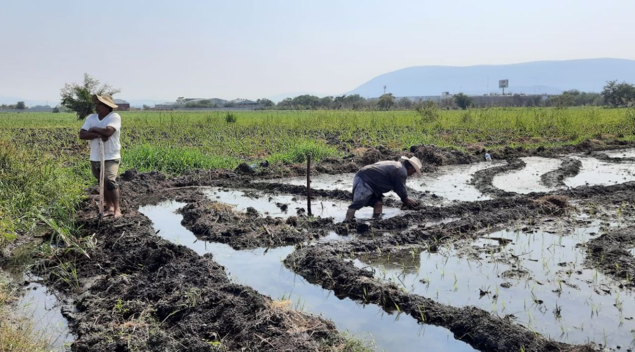 A través de la producción agroecológica, se pretende rescatar la siembra del arroz en Cuautla