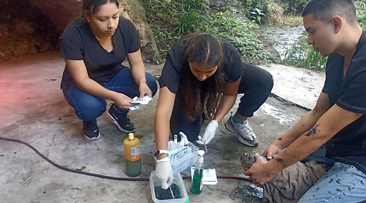 Realizan revisiones a “Gordo” el Cocodrilo del Parque Estatal Barranca Chapultepec.