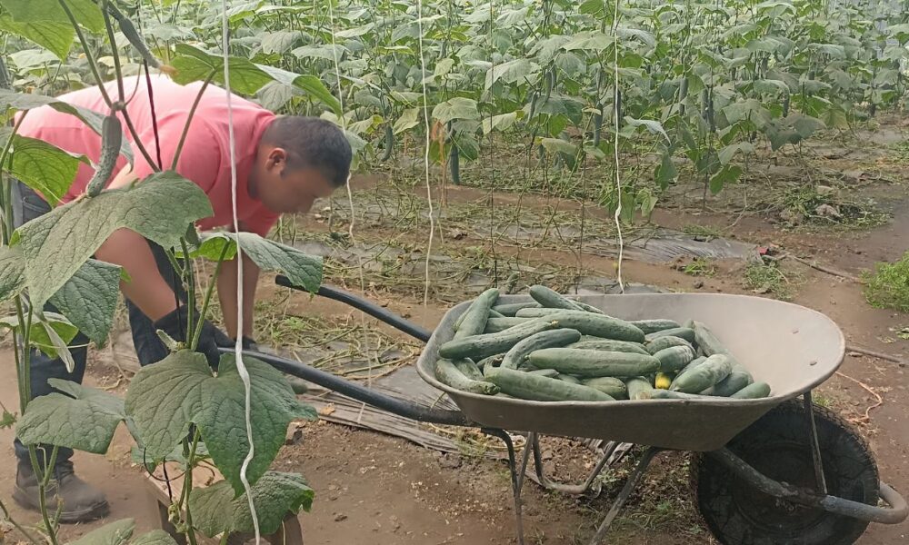 Comuneros cosechan dos toneladas de pepino 