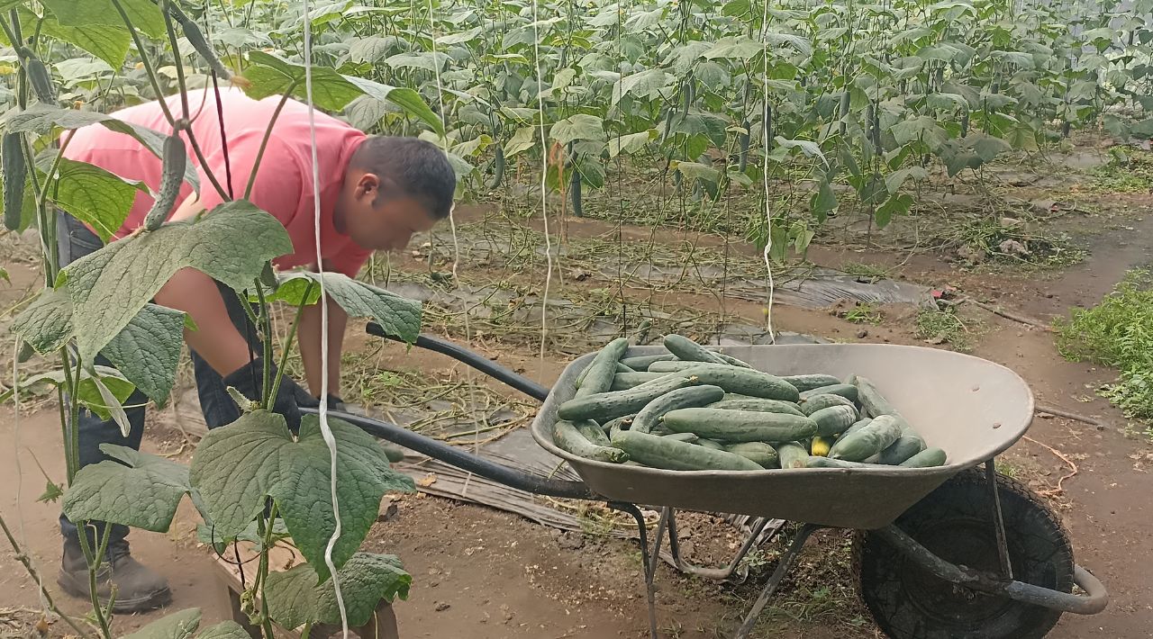 Comuneros cosechan dos toneladas de pepino 