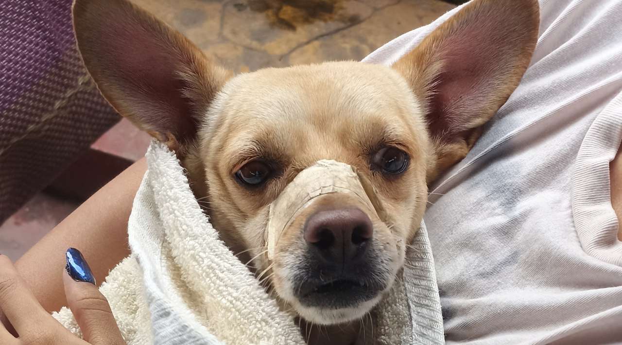 Esterilizan a 100 mascotas en Temixco para mejorar calidad de vida