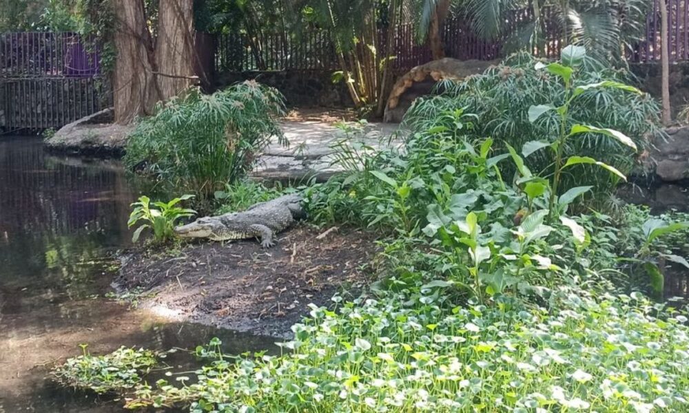 “Gordo”, el icónico cocodrilo del Parque Estatal Barranca Chapultepec