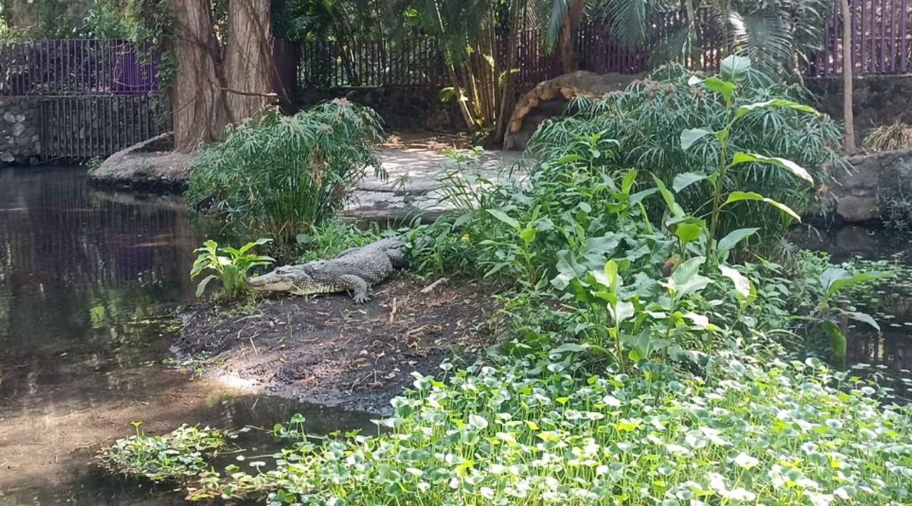 “Gordo”, el icónico cocodrilo del Parque Estatal Barranca Chapultepec