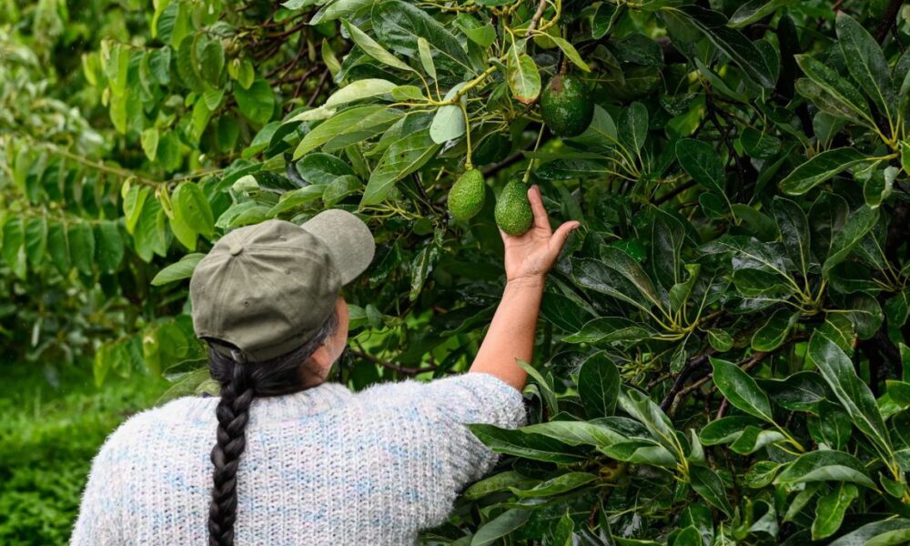 Destaca Morelos en producción de aguacate