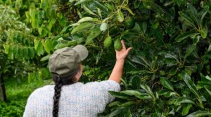 Destaca Morelos en producción de aguacate