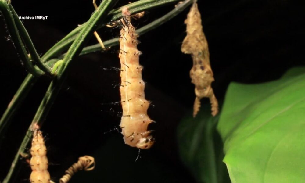 Avanzó Morelos en cuidado de su biodiversidad