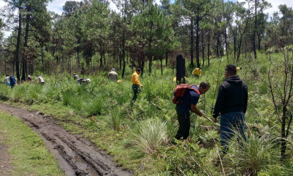 Huitzilac recibe 23,570 árboles en campaña estatal de reforestación