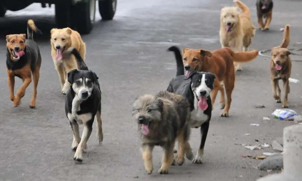 Encuestadores del INEGI en Morelos enfrentan ataques de perros durante censo económico