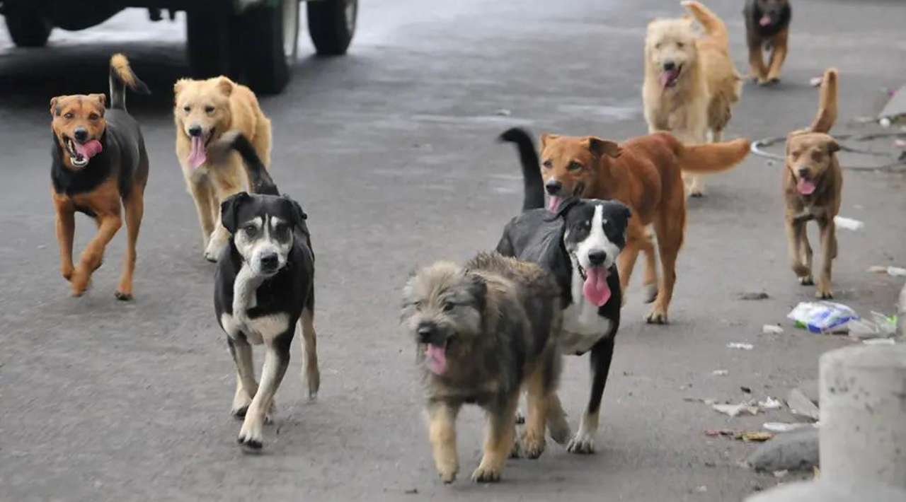 Encuestadores del INEGI en Morelos enfrentan ataques de perros durante censo económico