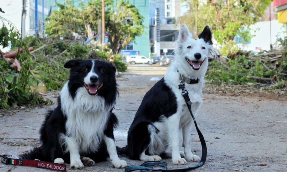 La Cruz Roja Mexicana en Morelos Abre Curso de Entrenamiento Profesional para Perros