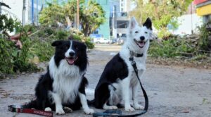 La Cruz Roja Mexicana en Morelos Abre Curso de Entrenamiento Profesional para Perros