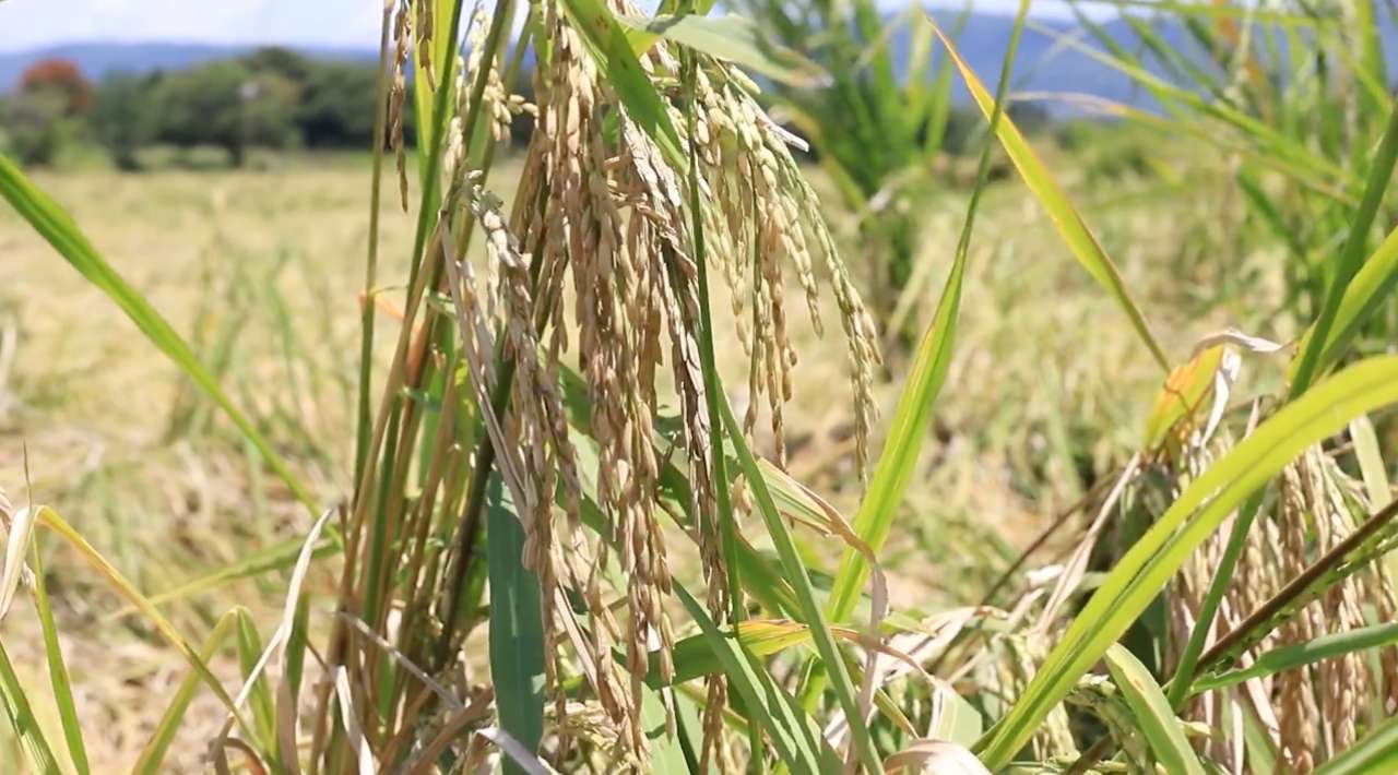 Morelos entre los 10 estados líderes en producción de arroz en México