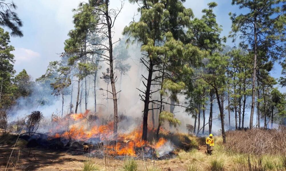 CEECA reporta 111 incendios forestales en Morelos durante el 2024, 90% por quemas agrícolas