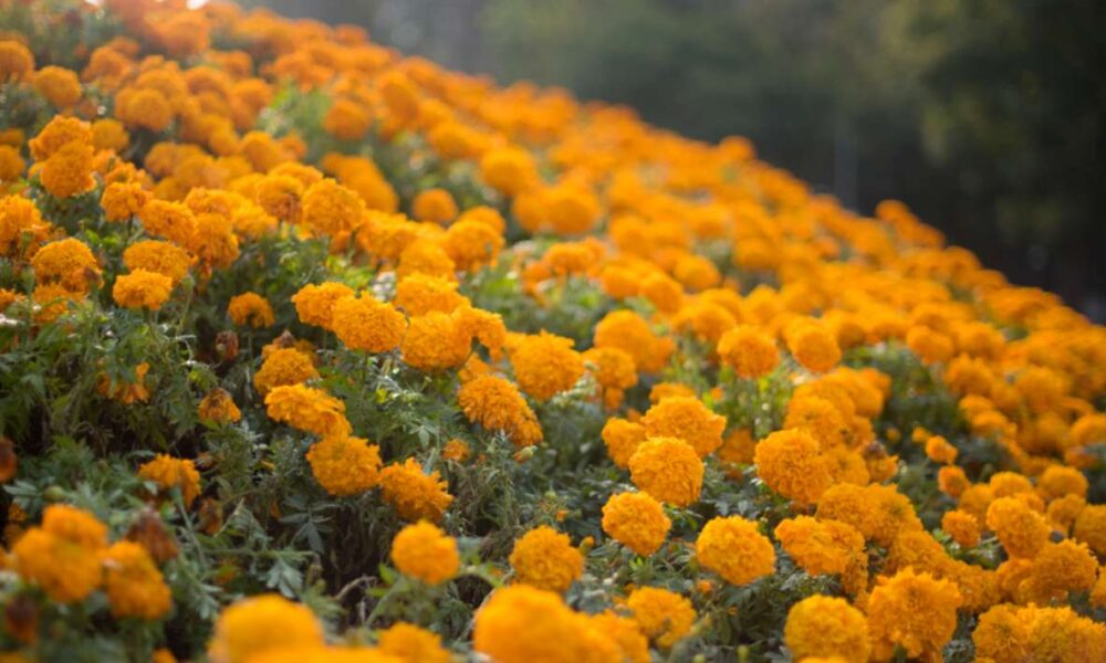 Inicia la venta de flor de cempasúchil en Morelos para el Día de Muertos