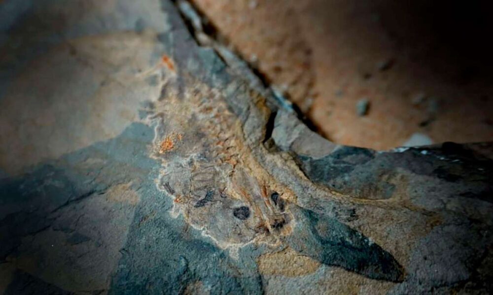 Descubren el renacuajo más antiguo del mundo en la Patagonia