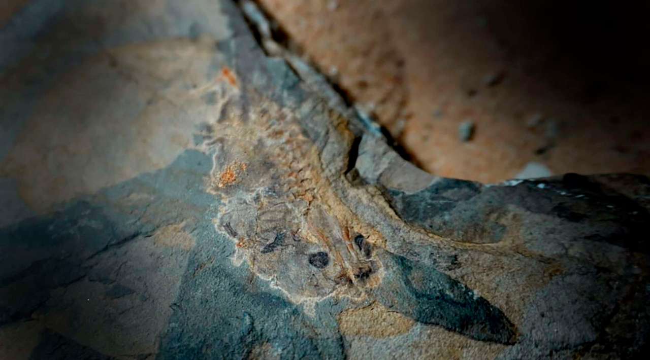 Descubren el renacuajo más antiguo del mundo en la Patagonia