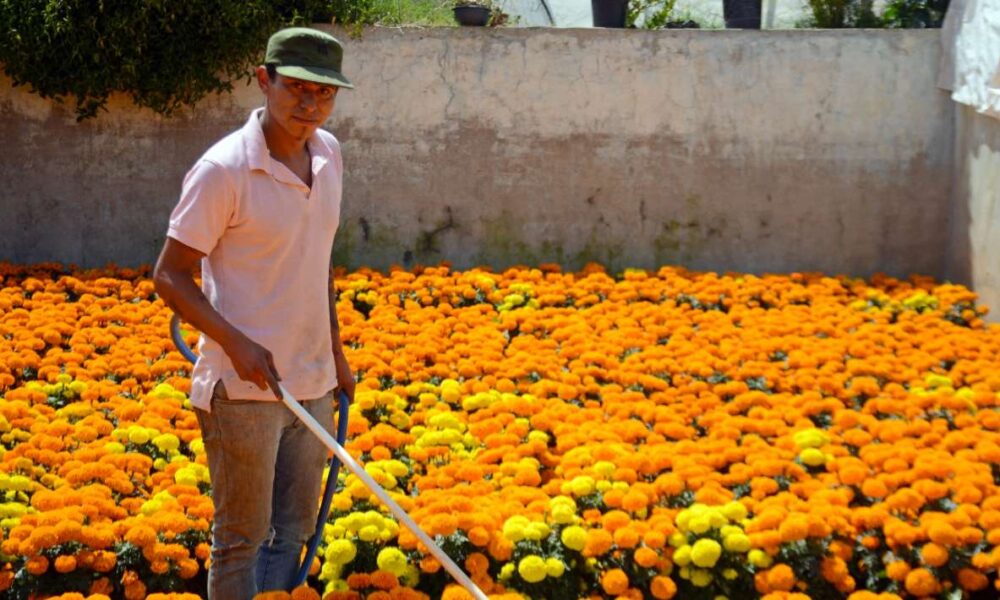 Productores de Tetela del Monte ofertan 800 mil flores de cempasúchil pese a pérdidas por lluvias