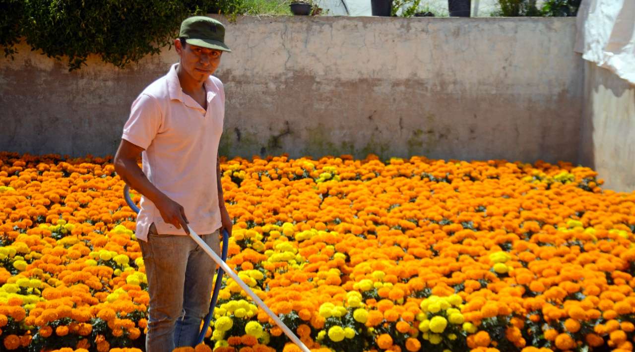 Productores de Tetela del Monte ofertan 800 mil flores de cempasúchil pese a pérdidas por lluvias