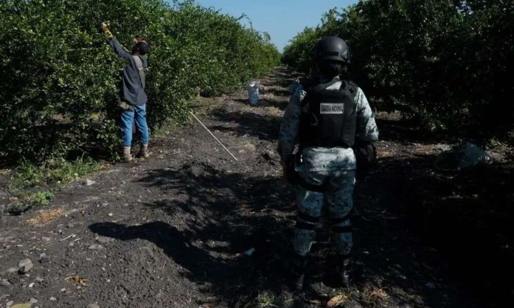 Michoacán refuerza seguridad en la producción de limón con apoyo militar