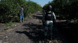 Michoacán refuerza seguridad en la producción de limón con apoyo militar