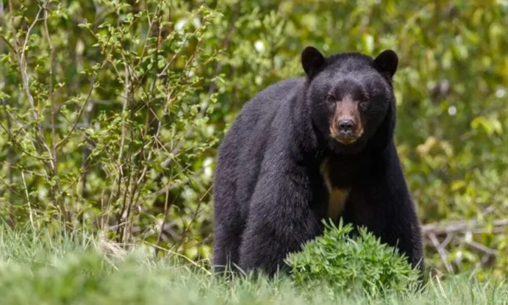 Aumentan avistamientos de osos en San Pedro Garza García, Nuevo León