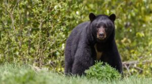 Aumentan avistamientos de osos en San Pedro Garza García, Nuevo León