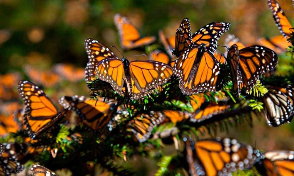 México refuerza protección de la mariposa monarca con más áreas protegidas y reforestación