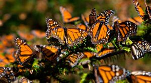 México refuerza protección de la mariposa monarca con más áreas protegidas y reforestación