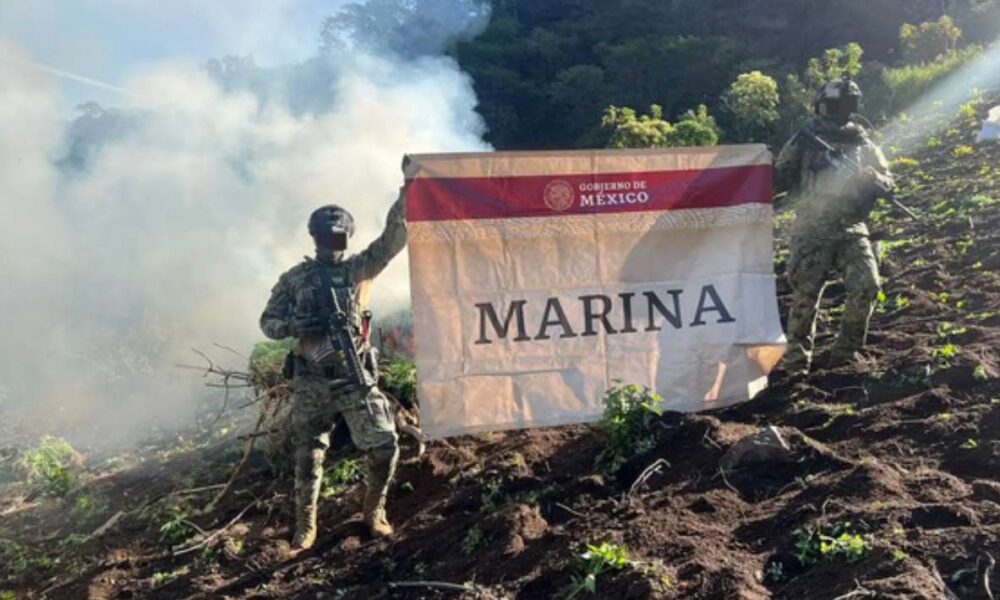 Semar destruye 15 plantíos de mariguana vinculados al CJNG en Nayarit