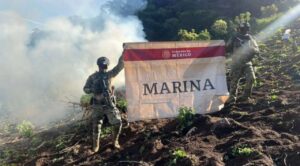 Semar destruye 15 plantíos de mariguana vinculados al CJNG en Nayarit