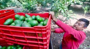 Envían más de 110 mil toneladas de aguacate para el Supertazón