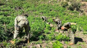 Operativos federales logran desmantelar plantíos y redes criminales en varios estados