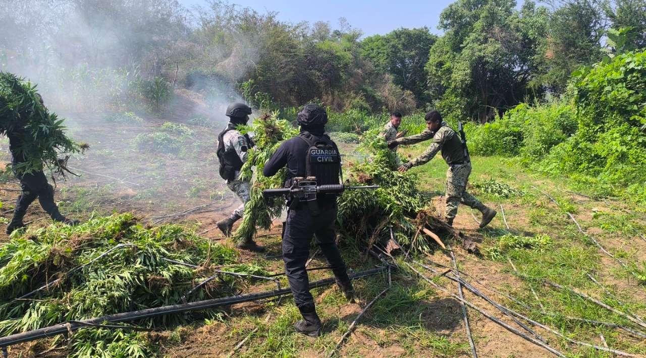Ejército destruye 172 plantíos de droga en cinco estados